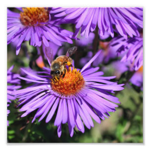Impression Photo Abeille De Miel Sur Fleur D'Aster Violet 8x8