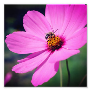 Impression Photo Abeille De Miel Sur Fleur De Cosmos Rose Fermer 8x