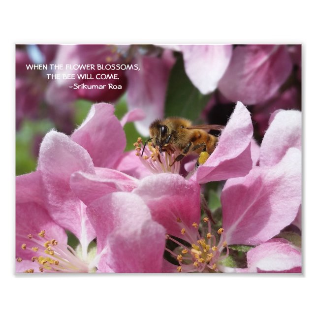 Impression Photo Abeille de miel sur la fleur de crabelle avec cita (Devant)