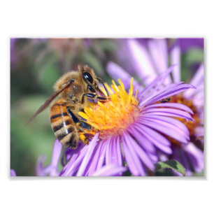 Impression Photo Abeille de miel sur la fleur rose pourpre