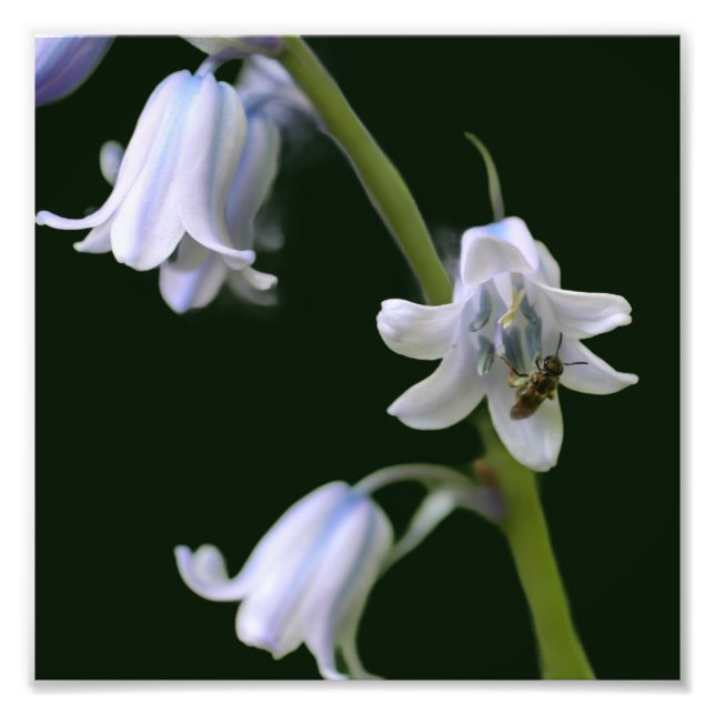 Impression Photo Abeille sur Bluebell Flower Fermer 8x8 (Devant)