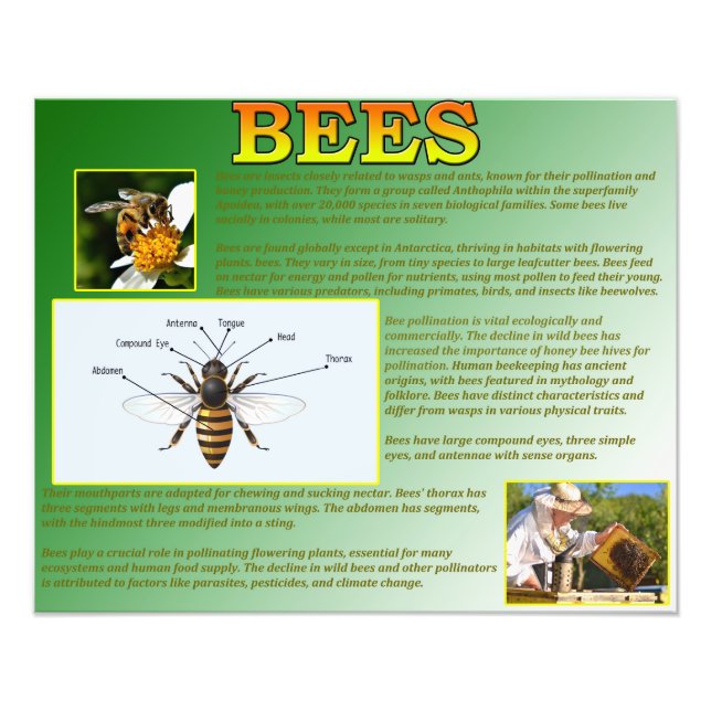 Impression Photo Abeilles (Devant)