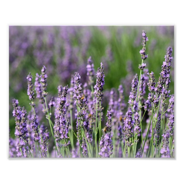 Impression Photo Abeilles de miel sur les fleurs de lavande (Devant)