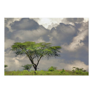 Impression Photo Acacia tortilis, Acacia tortilis, et 2