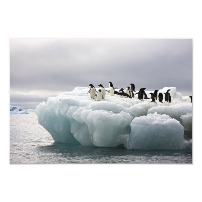 Impression Photo Adelie Penguin Pygoscelis adeliae), (Devant)