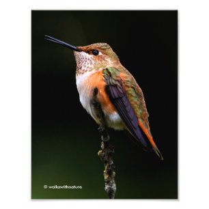 Impression Photo Adorable colibri roux à la branche
