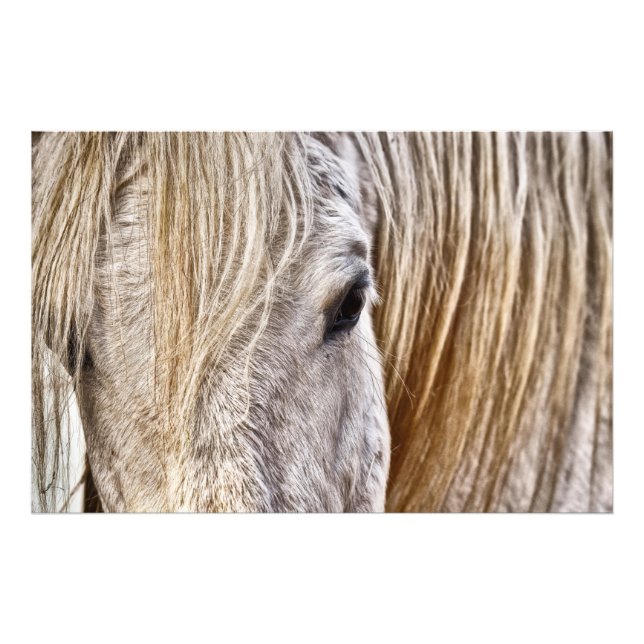 Impression Photo affiche à cheval tan barn (Devant)