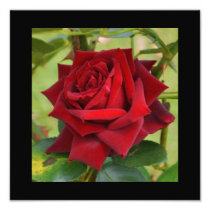 Impression Photo Affiche de belle rose rouge