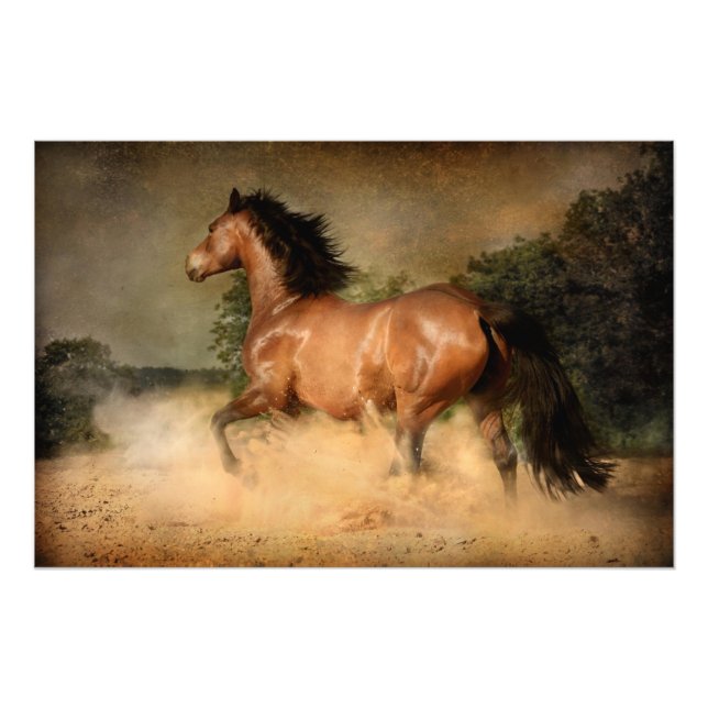 Impression Photo affiche de cheval sauvage (Devant)