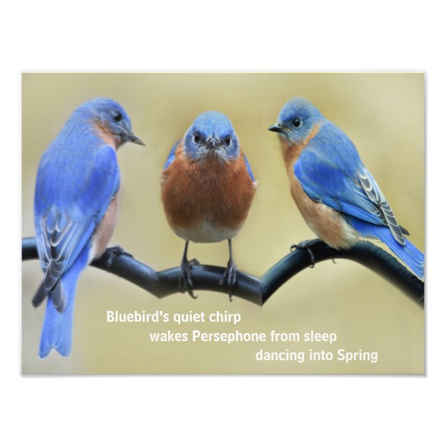 Impression Photo Affiche de haïku Bluebird (Devant)