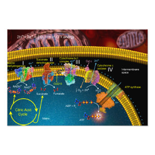 Impression Photo Affiche de transport d'électron