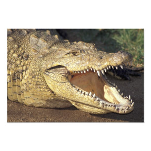 Impression Photo Afrique, Afrique du Sud crocodile du Nil