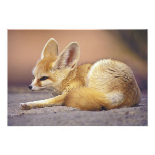Impression Photo Afrique du Nord. Fennec Fennecus zerda)