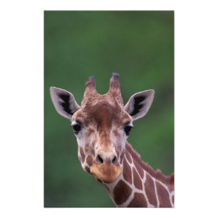Impression Photo Afrique, Kenya, Impala Ranch. Réticulé
