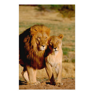 Impression Photo Afrique, Namibie, Okonjima. Lion & lionne