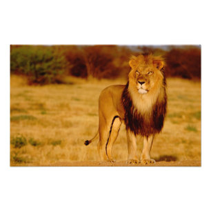 Impression Photo Afrique, Namibie, Okonjima. Lion mâle solitaire