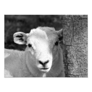 IMPRESSION PHOTO AGNEAU