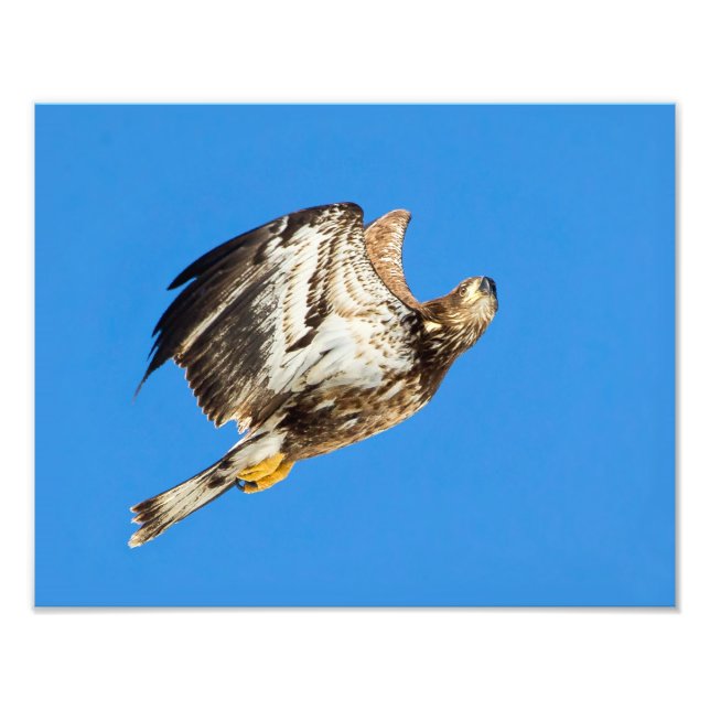 Impression Photo Aigle À Balle Juvénile Haut Et Haut (Devant)
