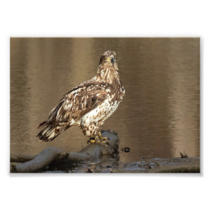 Impression Photo Aigle à tête blanche immature avec pieds boueux