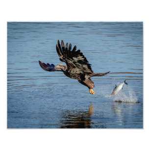 Impression Photo Aigle à tête blanche immature qui dépose un poisso