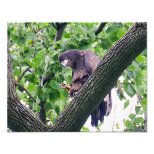 Impression Photo Aigle à tête blanche juvénile