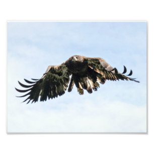 Impression Photo Aigle à tête blanche juvénile en vol