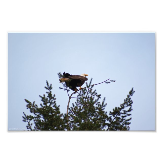 Impression Photo Aigle de Bald (Devant)
