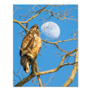 Impression Photo Aigle des jeunes Baldes et Lune