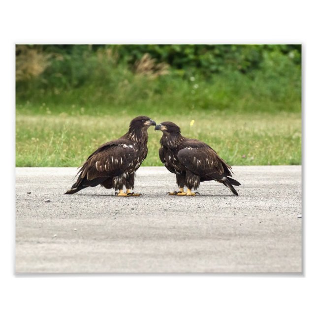 Impression Photo Aigles à tête blanche (Devant)