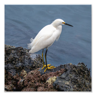 Impression Photo Aigrette neigeuse