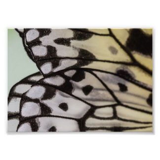 Impression Photo Aile papillon de la nymphe de macro