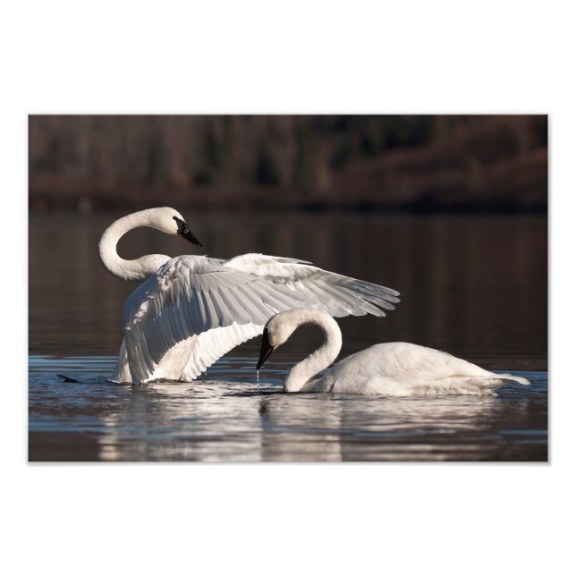 Impression Photo Aimer les cygnes (Devant)