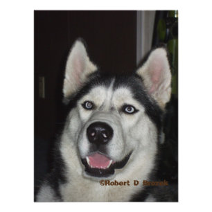 Impression Photo Alaskan Husky closeuse Photo/Poster