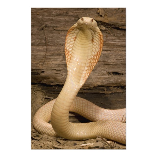 Impression Photo Albino Monacled Cobra, Naja kaouthia, enroulé (Devant)
