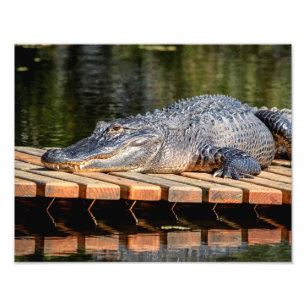 Impression Photo Alligator 14x11 à Homosassa Springs Wildlife Park
