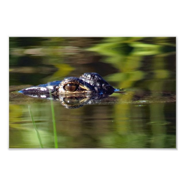 Impression Photo Alligator sous l'eau (Devant)