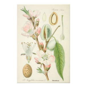 Impression Photo Amandiers, Amygdalus communis,