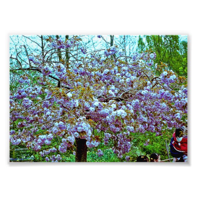 Impression Photo Amandiers dans le jardin de Monet (Devant)