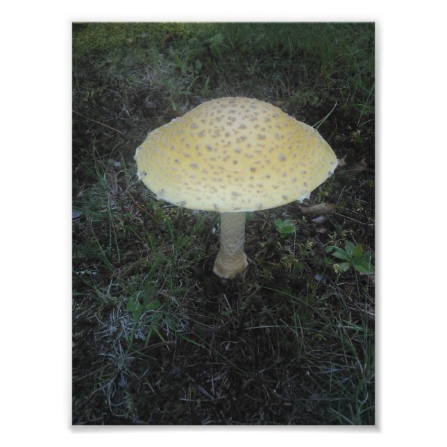 Impression Photo Amanita Muscaria var. Formosa - 01 (Devant)