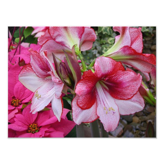 Impression Photo Amaryllis et Poinsettia Fleurs de Fêtes Rouges (Devant)