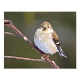 Impression Photo American Goldfinch vous regarde