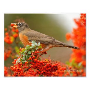 Impression Photo American Robin aime Pyracantha Berries