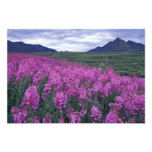 Impression Photo Amérique du Nord, Canada, Yukon. Fleurs de mauvais