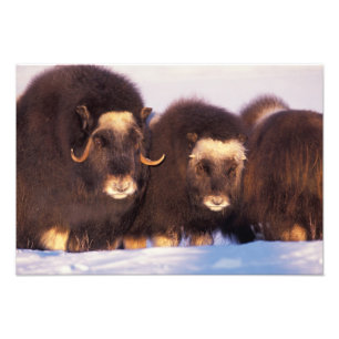 Impression Photo Amérique du Nord, États-Unis, Alaska, Cercle Arcti