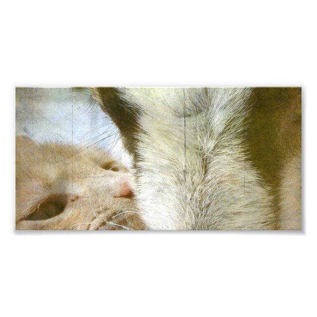 Impression Photo Amis de chèvre et de chèvre (Devant)