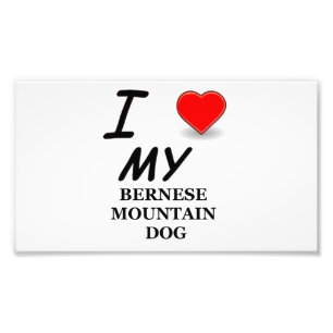 Impression Photo amour de bernois