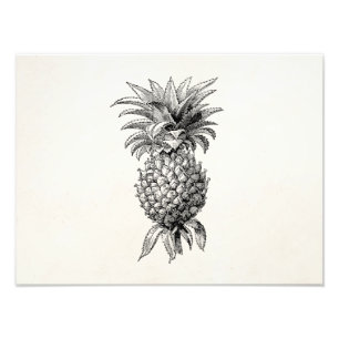 Impression Photo Ananas vintage des années 1800