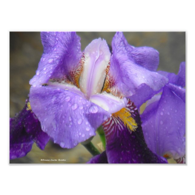 Impression Photo Anatomie de la collection Tulip IV (Devant)