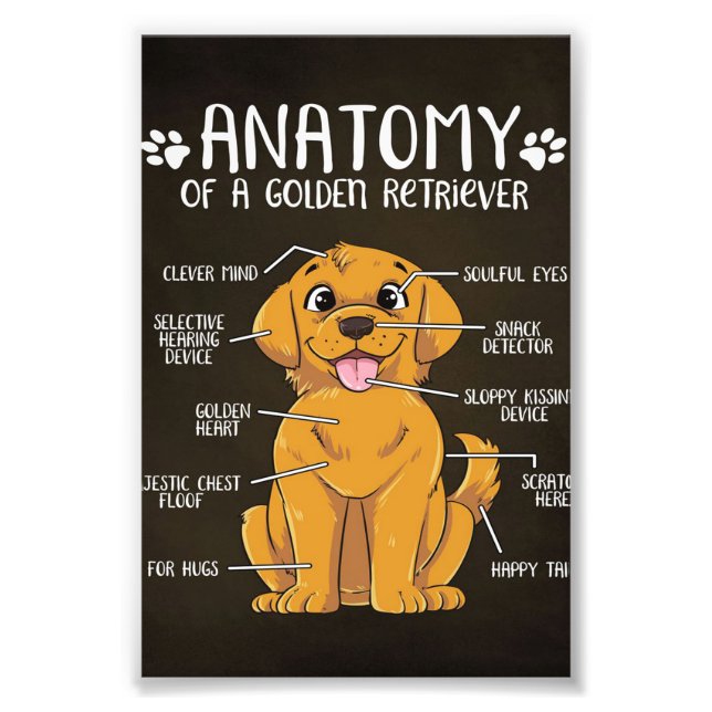 Impression Photo Anatomie Golden Retriever | Golden Retriever Lover (Devant)