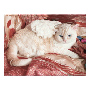Impression Photo Ange Kitty